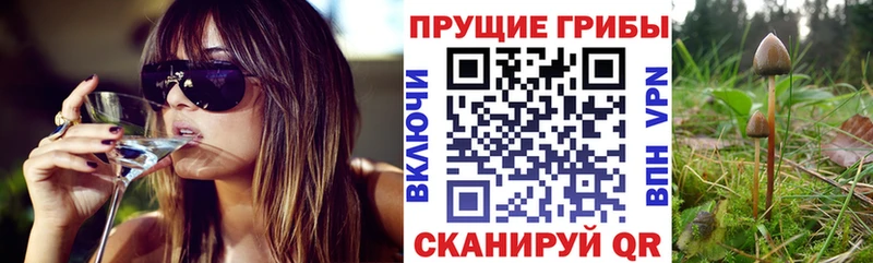 Псилоцибиновые грибы GOLDEN TEACHER Боготол